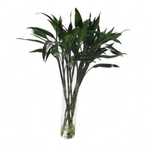 Dracena Sanderiana Verde, 40cm, maço c/ 10 hastes