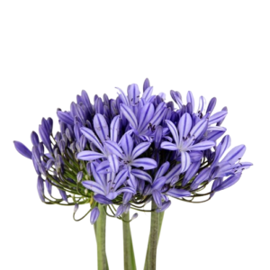 Agapanthus Azul, 50cm, maço c/ 5 hastes