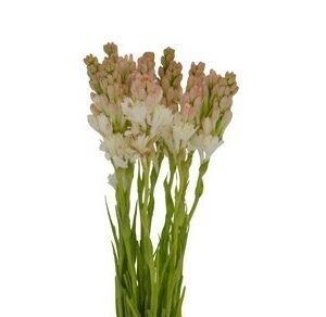 Angélica, 70cm, maço c/ 10 hastes