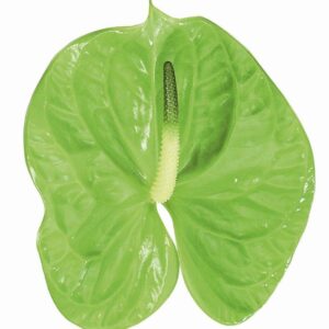 Antúrio Verde, 50cm, maço c/ 12 hastes