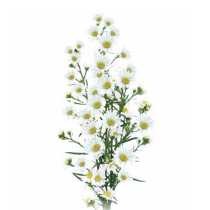 Áster Branco, 60cm, maço c/ 10 hastes