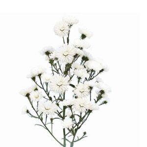 Áster Dobrado Branco, 60cm, maço c/ 10 hastes