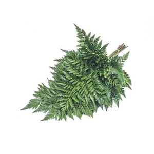 Avencão, 50cm, maço