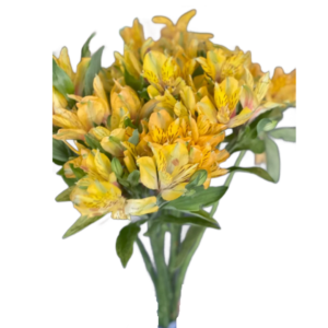Alstroemeria Amarela, maço c/ 10 hastes