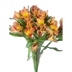 Alstroemeria Laranja, maço c/ 10 hastes