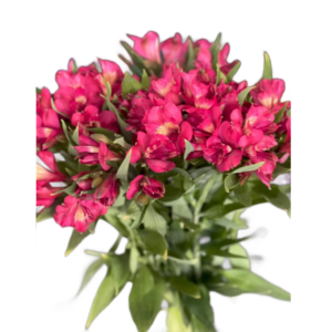 Alstroemeria Pink, maço c/ 10 hastes
