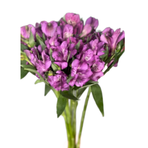 Alstroemeria Roxo, maço c/ 10 hastes