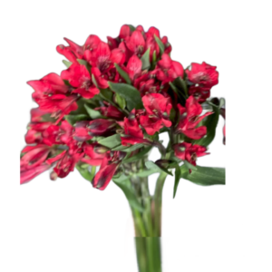 Alstroemeria Vermelha, maço c/ 10 hastes