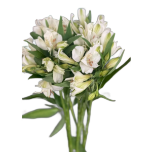 Alstroemeria Branca, maço c/ 10 hastes