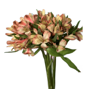 Alstroemeria Salmão, maço c/ 10 hastes
