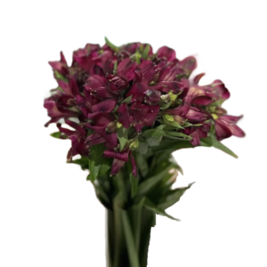 Alstroemeria Marsala, maço c/ 10 hastes