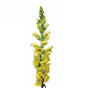 Boca de Leão Amarela, 70cm, maço c/ 10 hastes