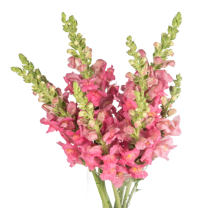 Boca de Leão Rosa, maço c/ 10 hastes