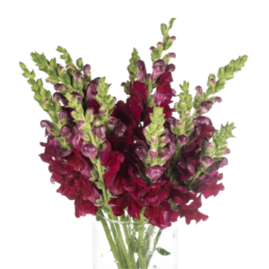 Boca de Leão Vinho, maço c/ 10 hastes