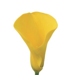 Calla Amarela, 50cm, maço c/ 5 hastes