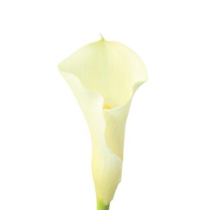 Calla Branca, 50cm, maço c/ 5 hastes