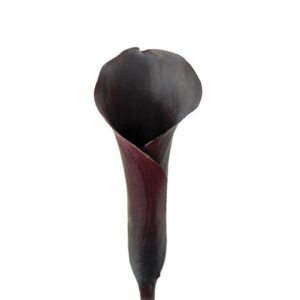 Calla Preta, 50cm, maço c/ 5 hastes