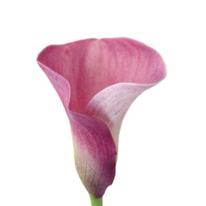 Calla Rosa, 50cm, maço c/ 5 hastes