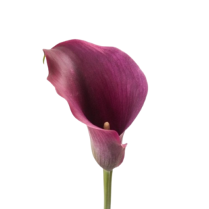 Calla Vinho, 50cm, maço c/ 5 hastes