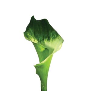 Calla Verde, 60cm, maço c/ 10 hastes