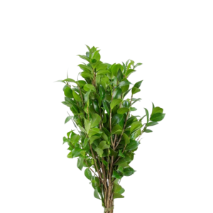 Camélia, 60cm, maço