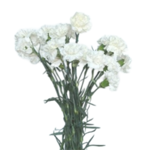 Cravo Branco, maço c/ 12 hastes