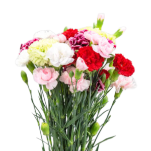 Cravo Variado, maço c/ 12 hastes