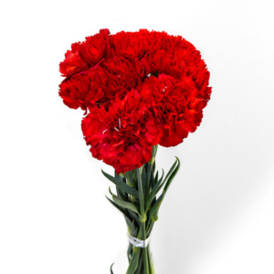 Cravo Vermelho, maço c/ 12 hastes