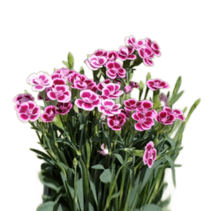 Cravina/Dianthus Pink, maço