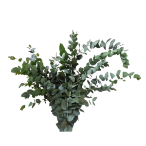 Eucalipto Cheiro, 60cm, maço