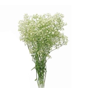 Gypsofila Branco, maço