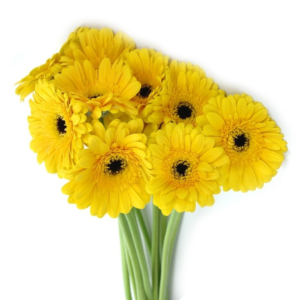 Gerbera Amarela, maço 12 hastes