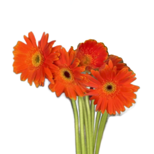 Gerbera Laranja, maço 12 hastes