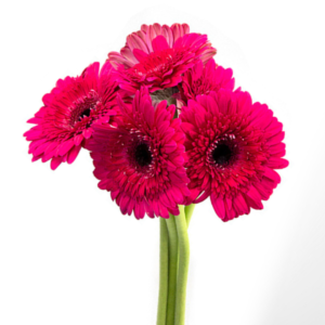 Gerbera Pink, maço 12 hastes