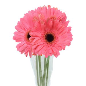 Gerbera Rosa, maço 12 hastes