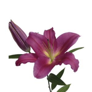 Lírio Pink, maço c/ 5 hastes