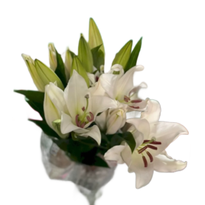 Lírio Branco, maço c/ 5 hastes