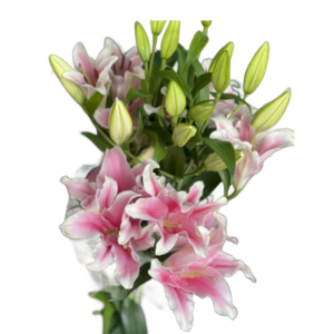 Lírio Rosa, maço c/ 5 hastes