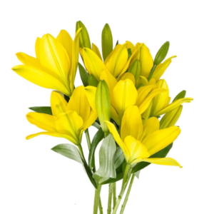 Lírio Amarelo, maço c/ 5 hastes