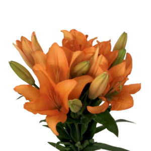 Lírio Laranja, maço c/ 5 hastes