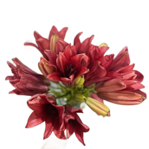 Lírio Vermelho, maço c/ 5 hastes