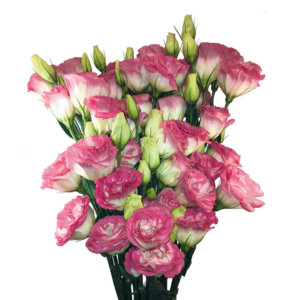 Lisianthus Bicolor Branco com Rosa, maço