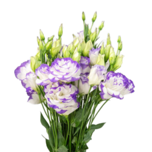 Lisianthus Bicolor Branco com Roxo, maço