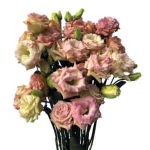 Lisianthus Champagne, maço