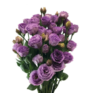 Lisianthus Lilas, maço