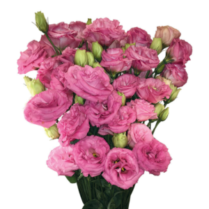 Lisianthus Rosa, maço