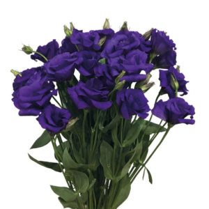 Lisianthus Roxo, maço