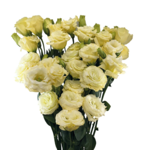 Lisianthus Creme, maço
