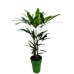 Palmeira Raphis, pote 17cm