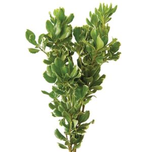 Pitosporo Variegata, 60cm, maço